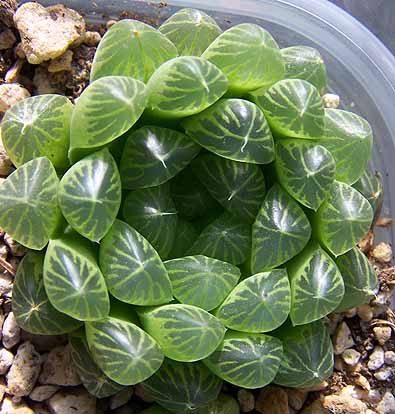 هاورتیا کوپری